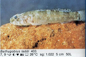 Bathygobius laddi